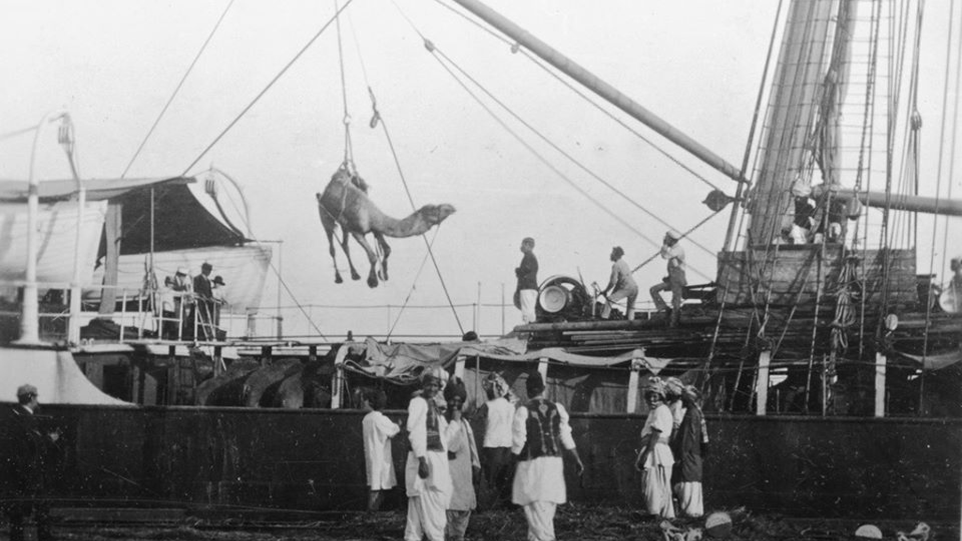 من أفغانستان إلى فلسطين: بعض من التاريخ الاستعماري للجِمال في  أستراليا