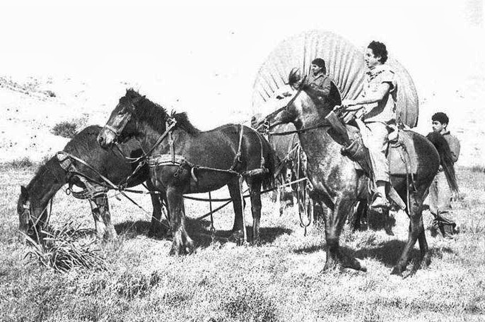 (أوائل " الكاوبويز" على أرض شجرة البقّار في العام 1952، أرشيف" سديه بوكير")