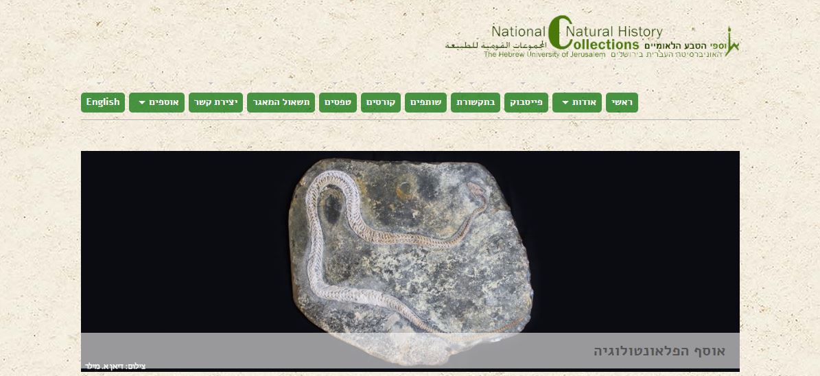 (أحفورة أفعى عين يبرود، الصورة الرئيسة  "للمجموعات القوميّة للطبيعة" في الجامعة العبريّة) 